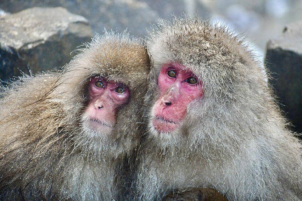 7 Fakta Unik Makaka Jepang, Ikatan Ibu dan Anak hingga Seumur Hidup!