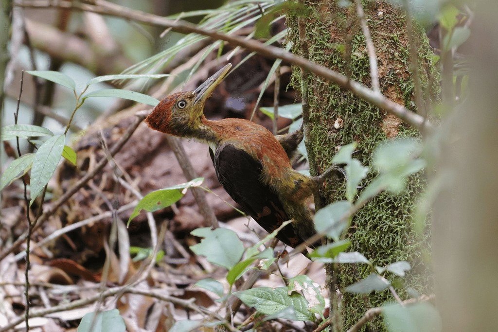 pelatuk punggung jingga