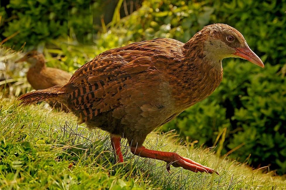 Burung weka