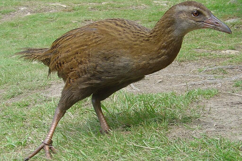 Burung weka