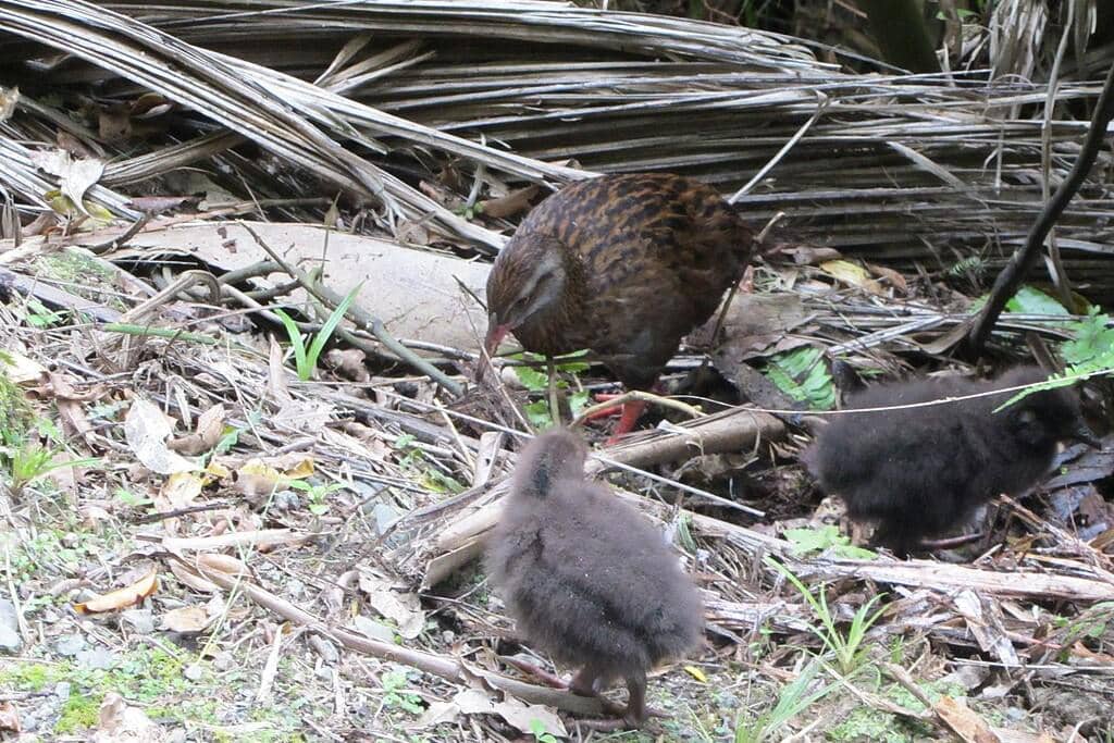 Burung weka dan anak-anaknya 