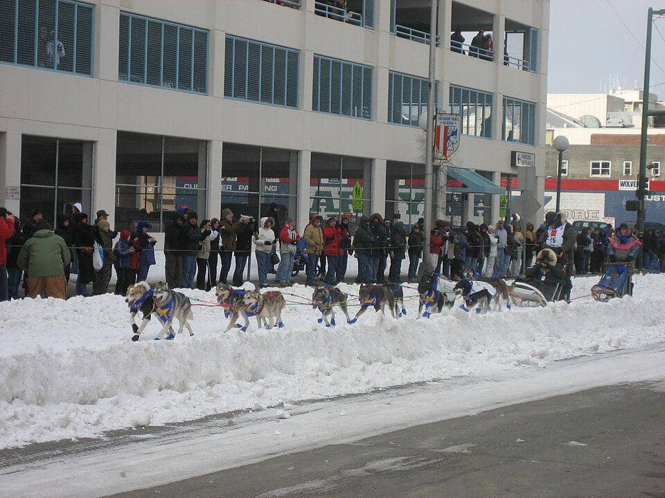 Lomba Kereta Luncur Anjing