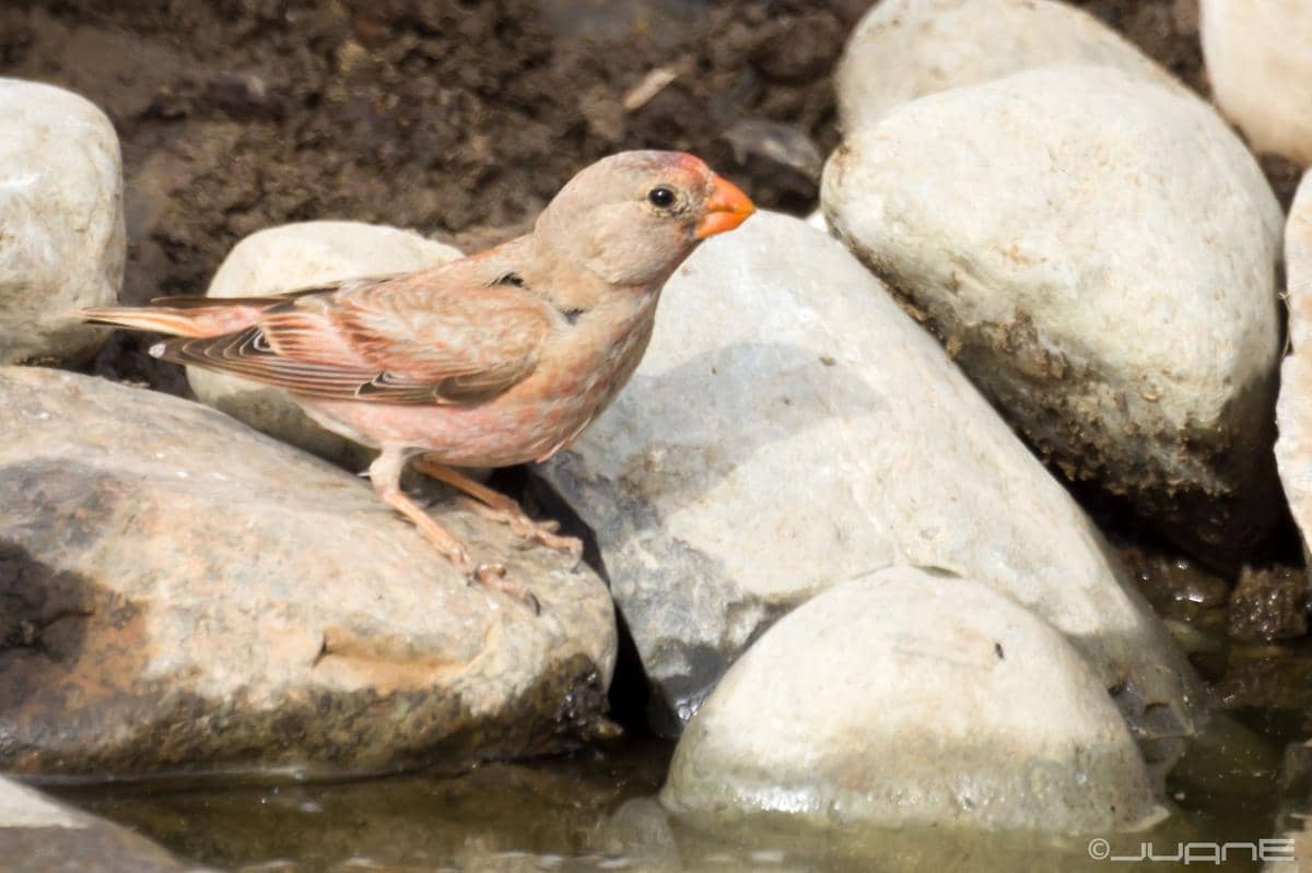 Burung Trumpeter Finch 
