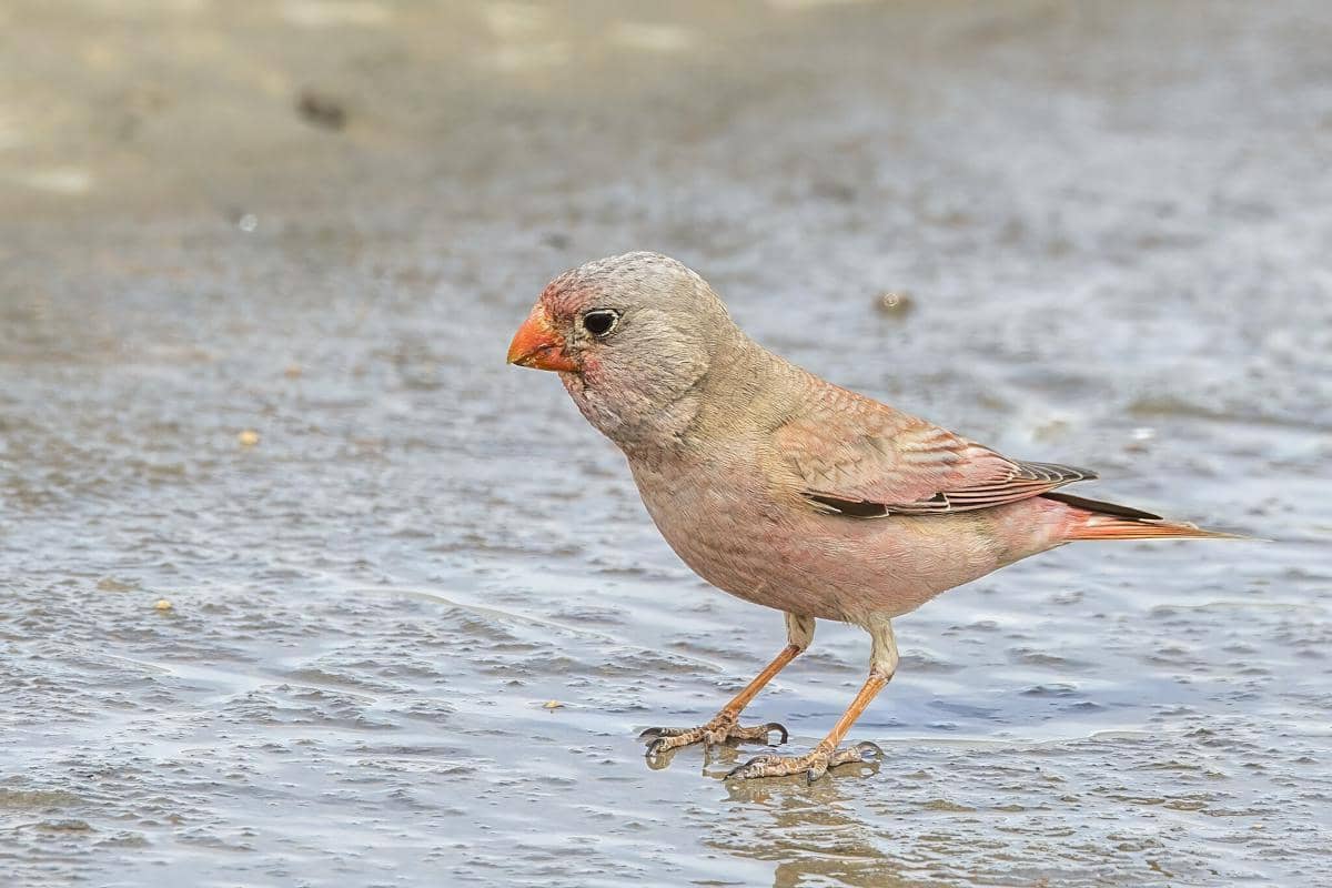 Burung Trumpeter Finch 