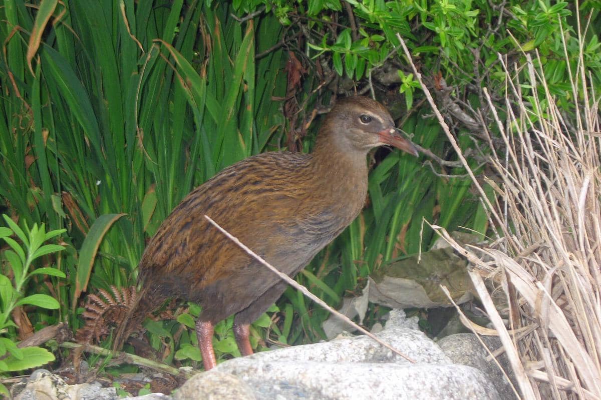 Burung weka