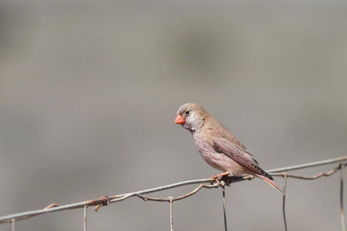 Burung Trumpeter Finch 