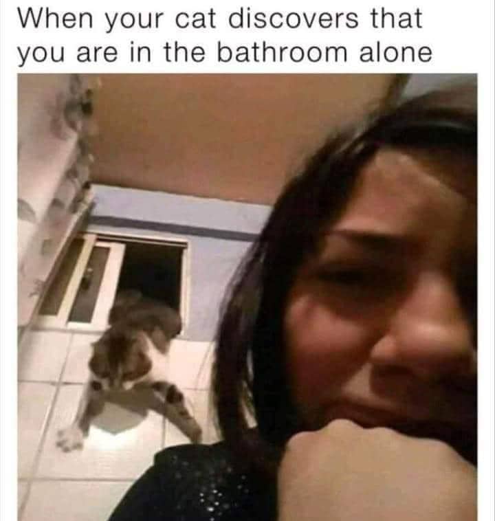 meme kucing buang air besar