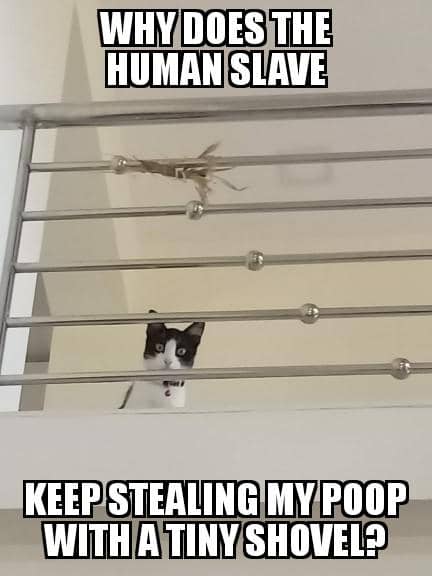 meme kucing buang air besar