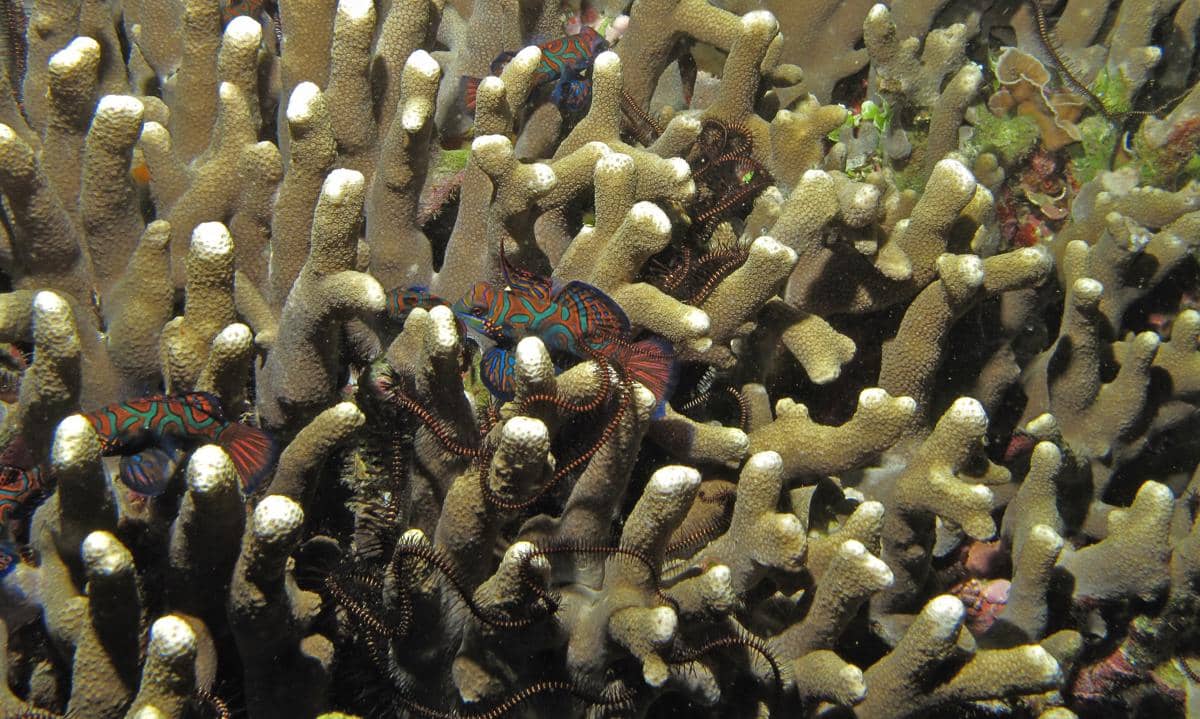 potret ikan mandarin di habitat terumbu karang Indo-Pasifik