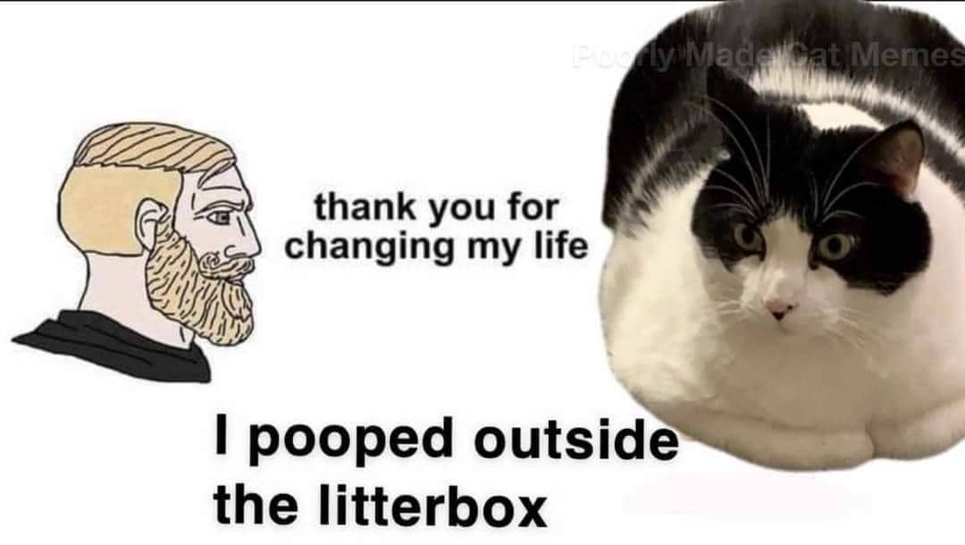 8 Meme Kucing Buang Air Besar, Kotak Pasir Cuma Pajangan?
