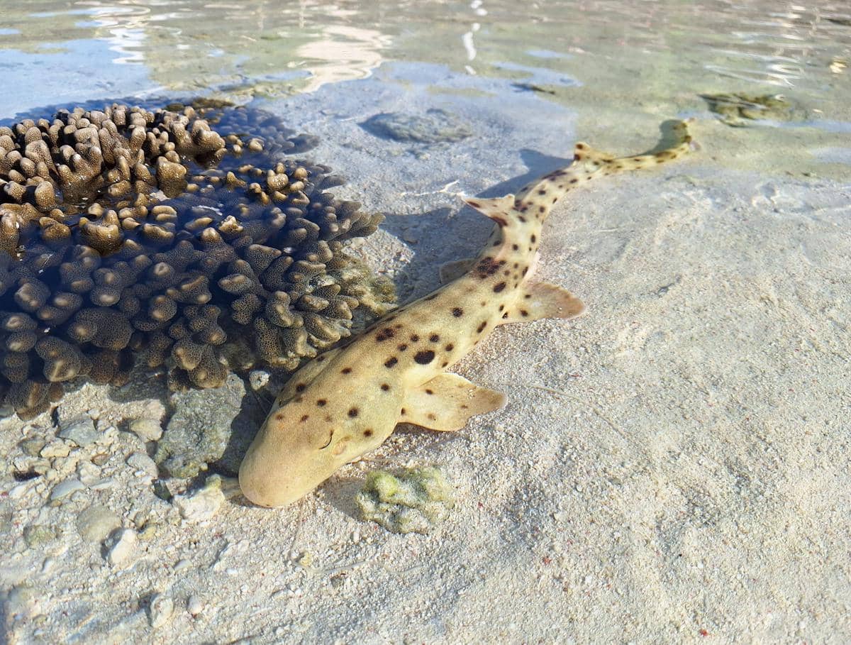 5 Fakta Hiu Epaulette, Hiu yang Bisa Berjalan di Dasar Laut