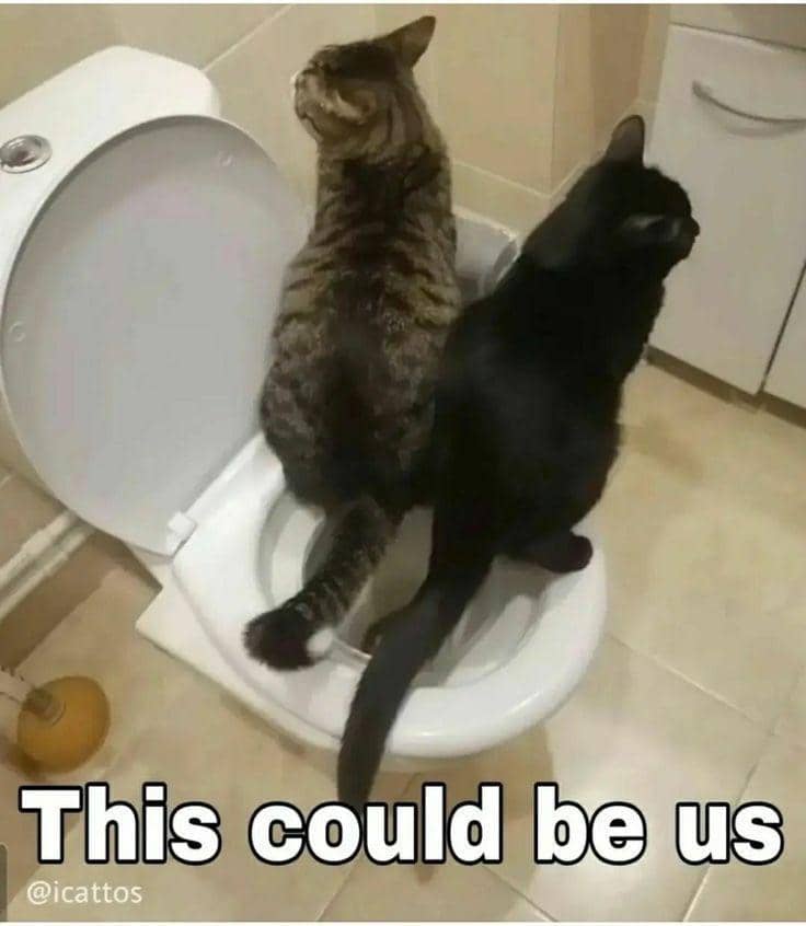 meme kucing buang air besar