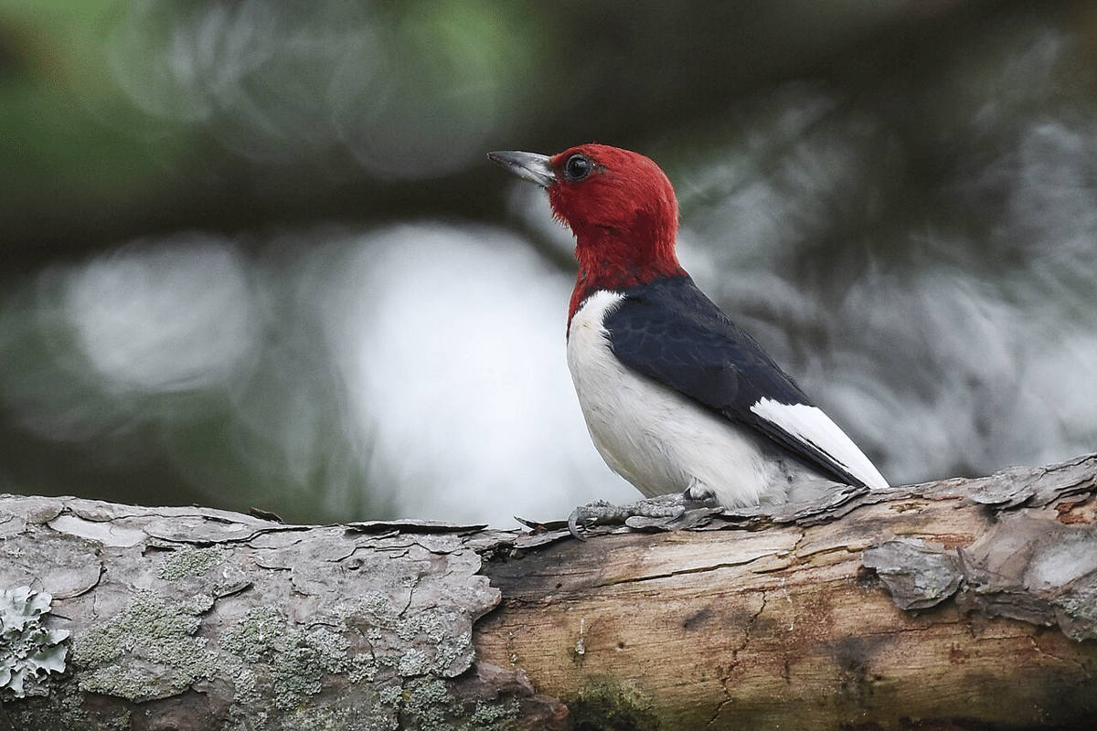 5 Fakta Unik Pelatuk Kepala Merah, Sering Menyimpan Makanan