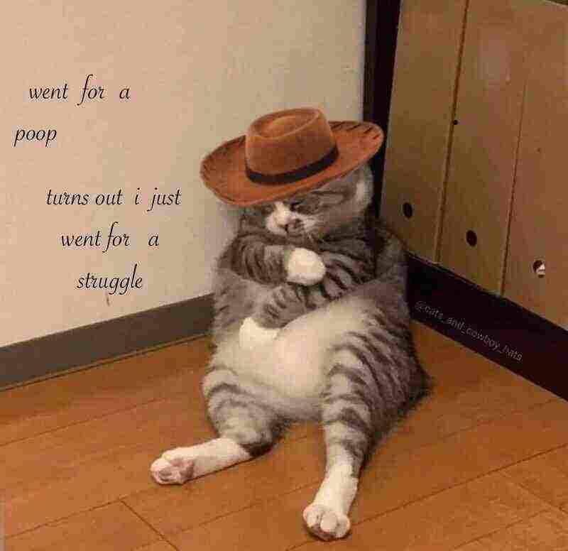 meme kucing buang air besar