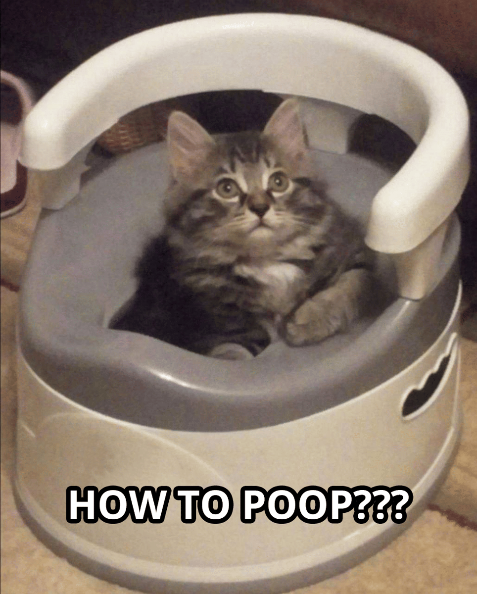 meme kucing buang air besar