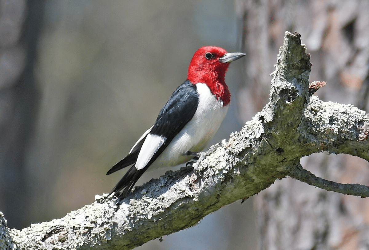 pelatuk kepala merah