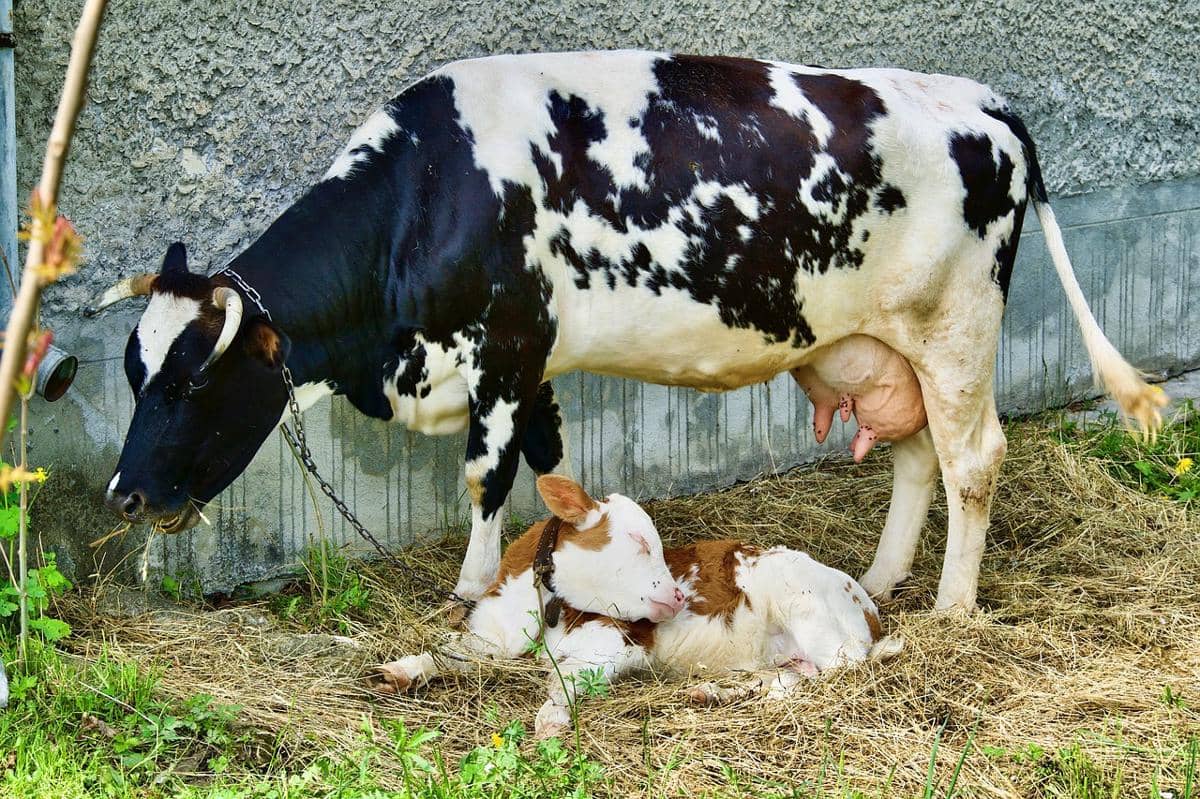 Potret ibu dan anak sapi