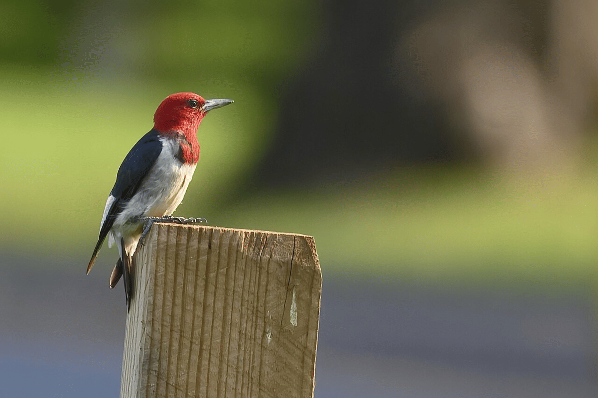 pelatuk kepala merah