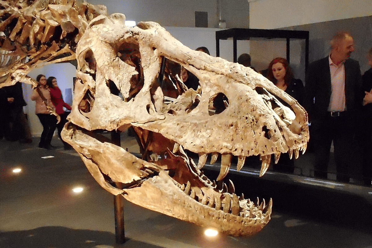 rekonstruksi tengkorak T-rex