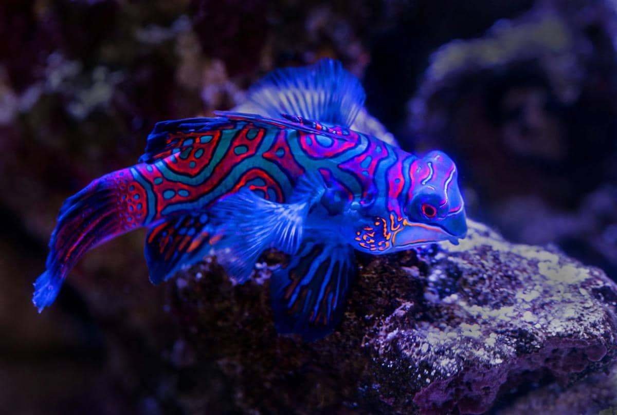 5 Fakta Ikan Mandarin, si Cantik Neon dari Laut Tropis