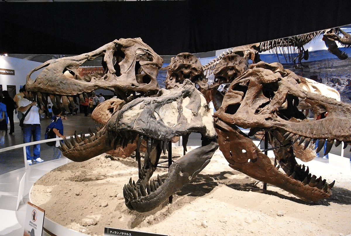 rekonstruksi tengkorak T-rex