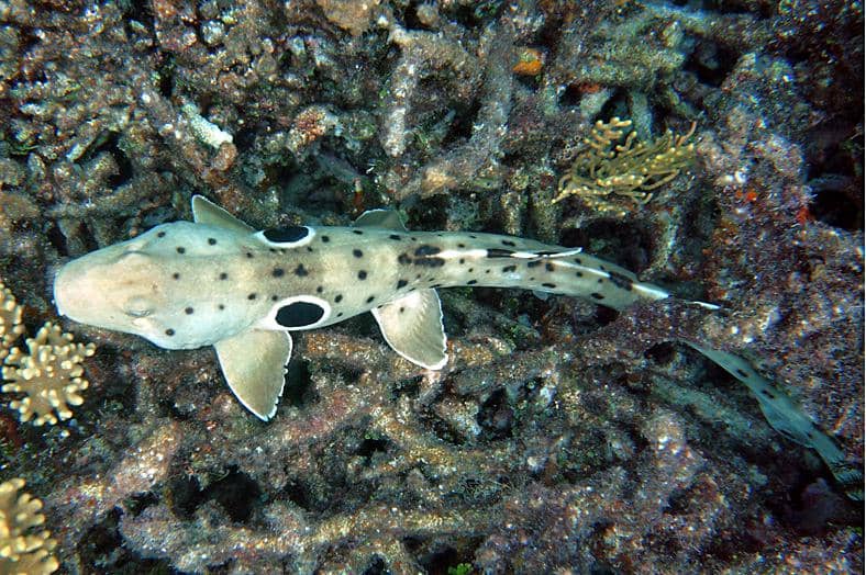 potret hiu epaulette yang dikenal jinak dan tidak menunjukkan perilaku agresif terhadap manusia