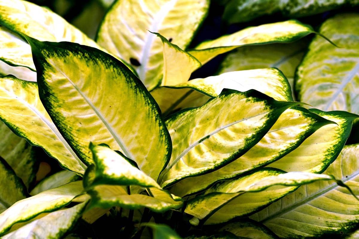ilustrasi aglaonema variegata