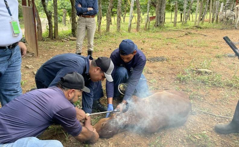 Potret dehorning pada sapi 