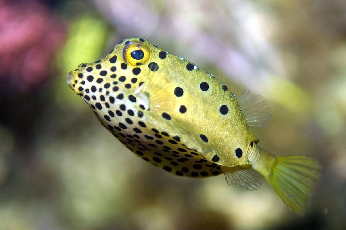 tampilan ikan kudu-kudu berusia muda