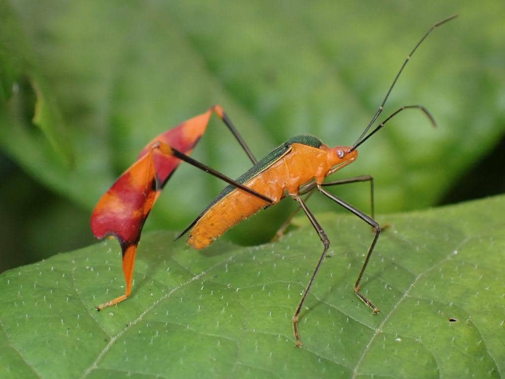 Serangga Anisoscelis foliaceus