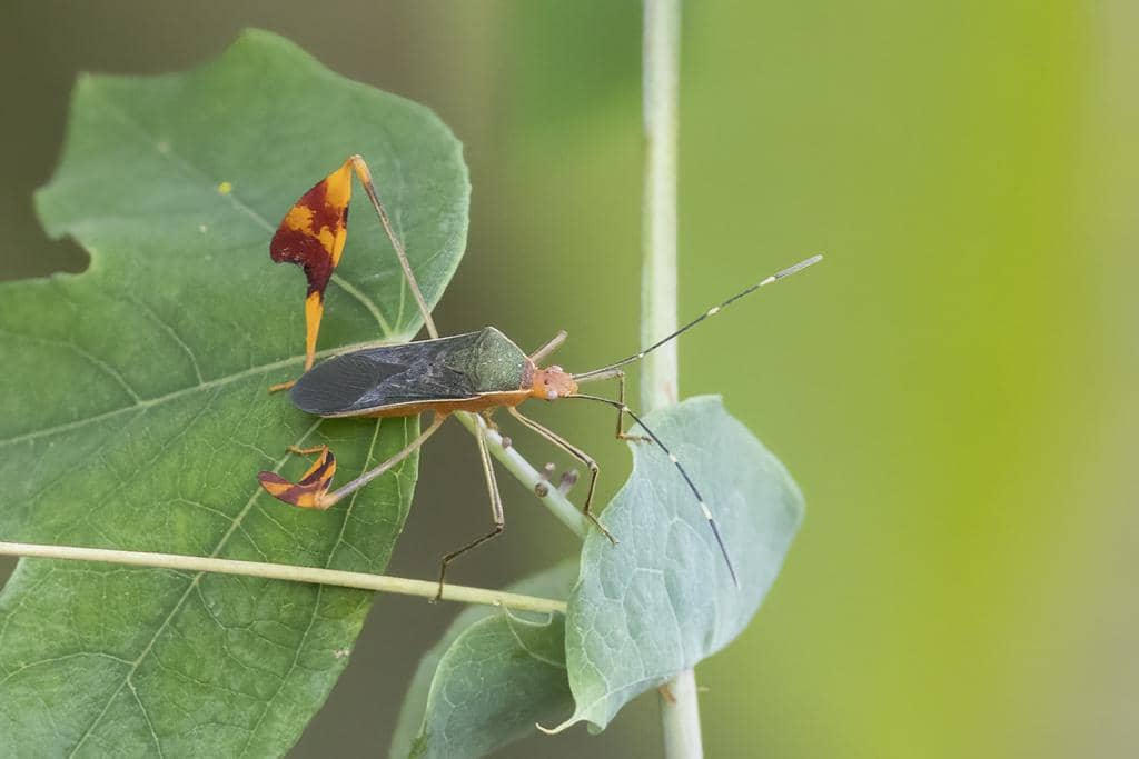 Serangga Anisoscelis foliaceus