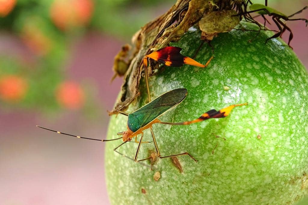 Serangga Anisoscelis foliaceus