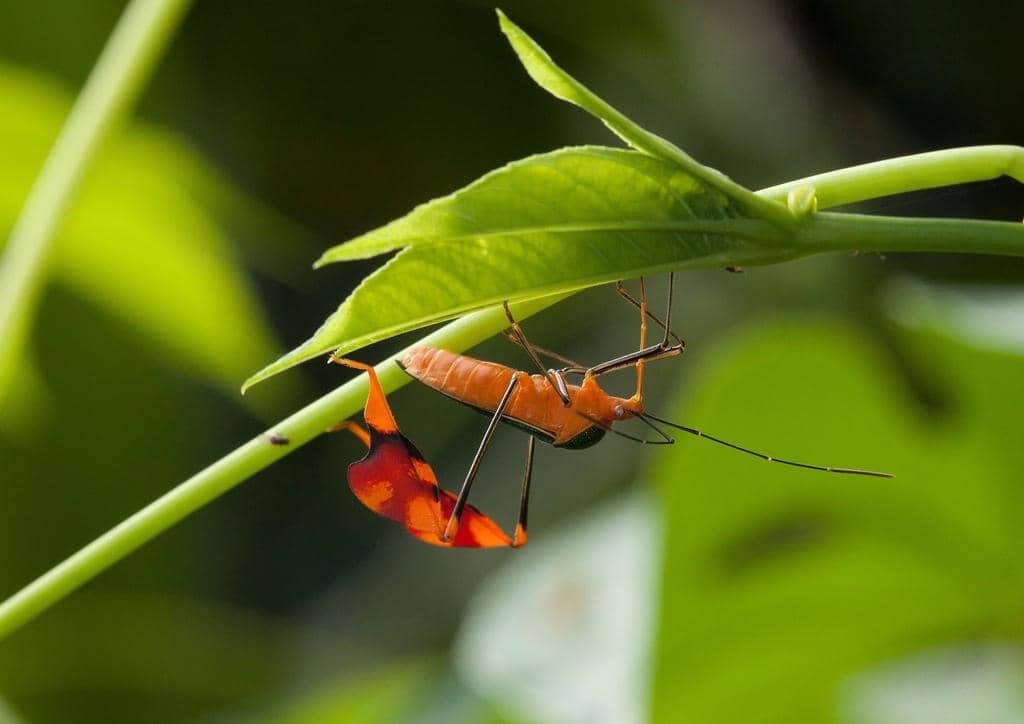 Serangga Anisoscelis foliaceus