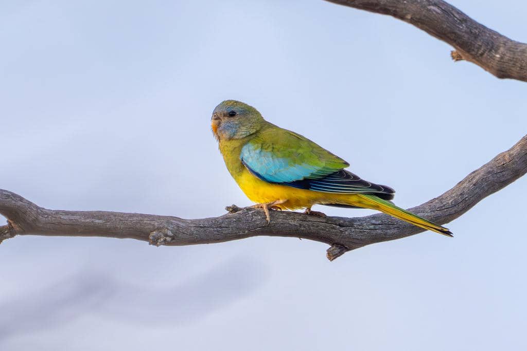 Betina Neophema splendida