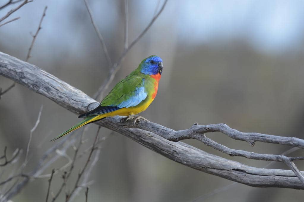 Burung Neophema splendida