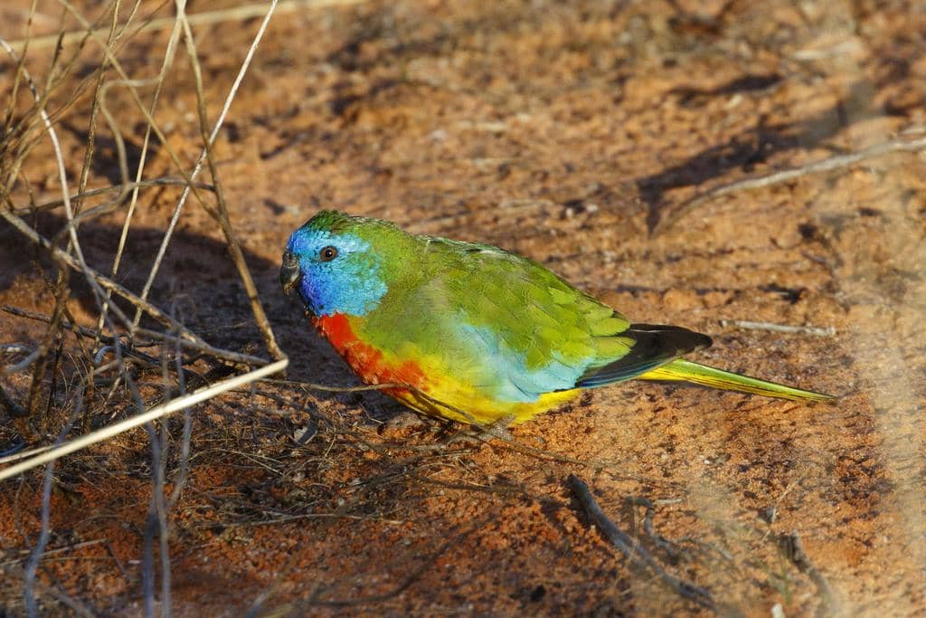 Burung Neophema splendida