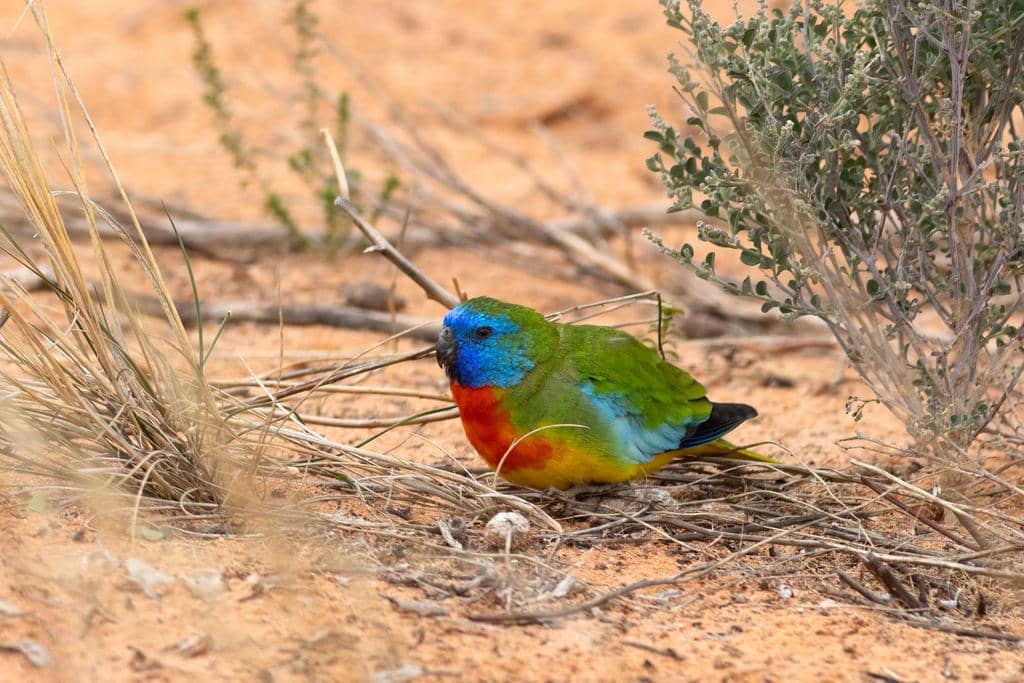 Burung Neophema splendida