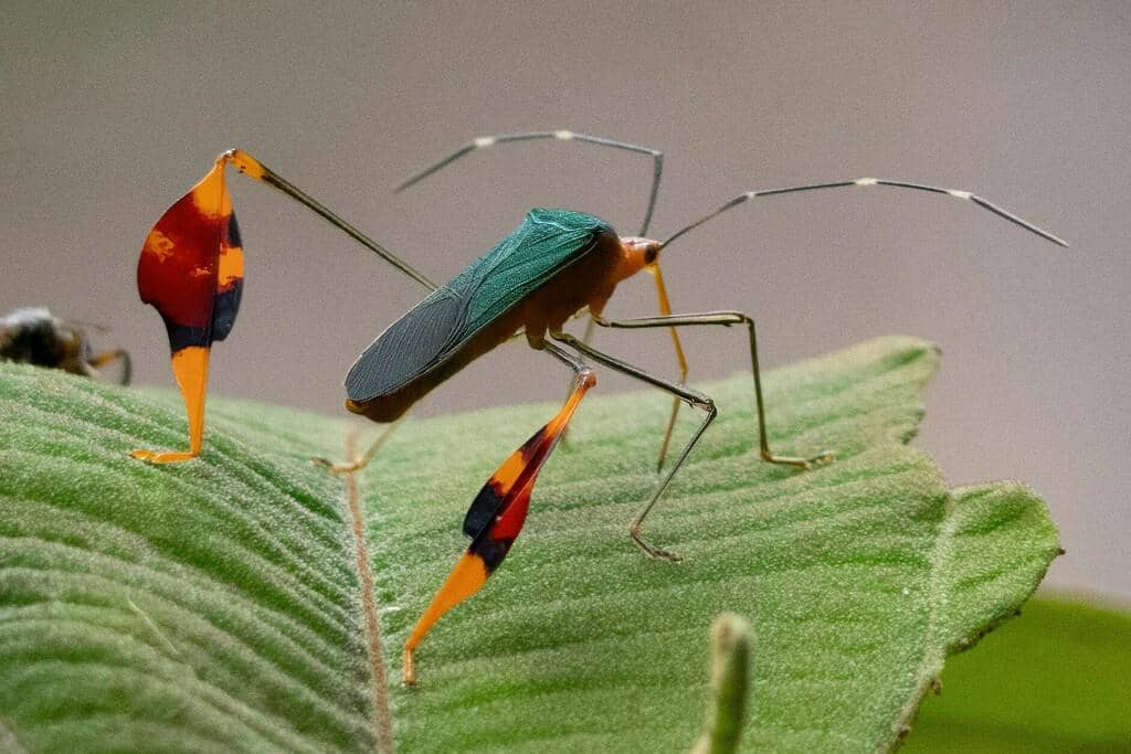 5 Fakta Anisoscelis foliaceus, Serangga Kaki Daun si Hama Cantik