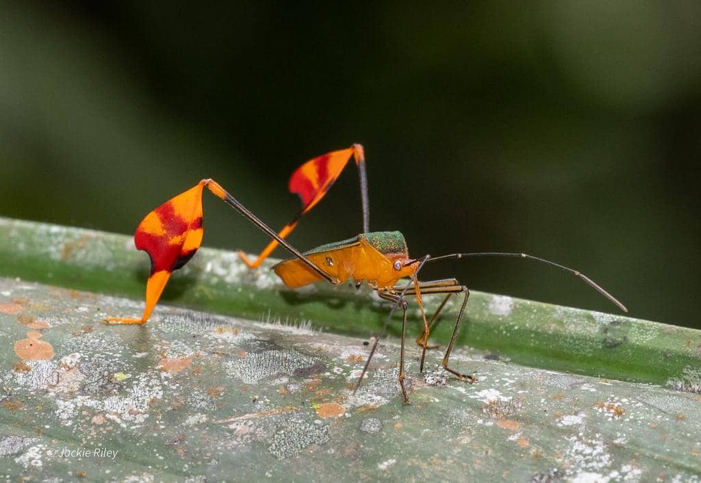 Serangga Anisoscelis foliaceus