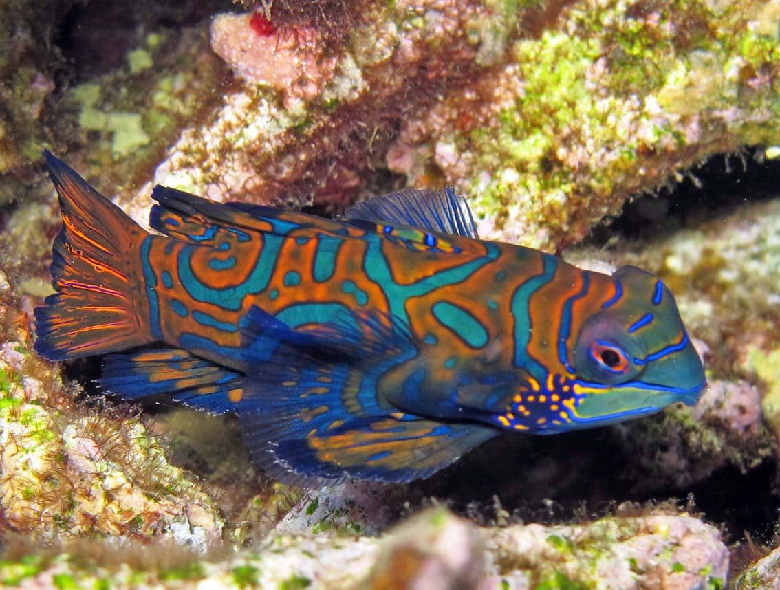 potret ikan mandarin, salah satu spesies yang tidak memiliki sisik