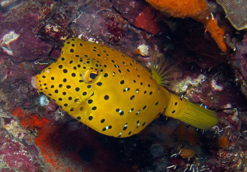 ikan kudu-kudu di terumbu karang