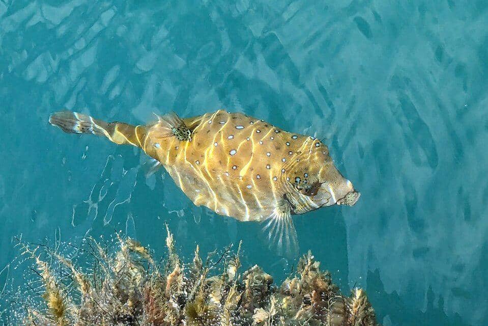 ikan kudu-kudu terlihat dari atas permukaan