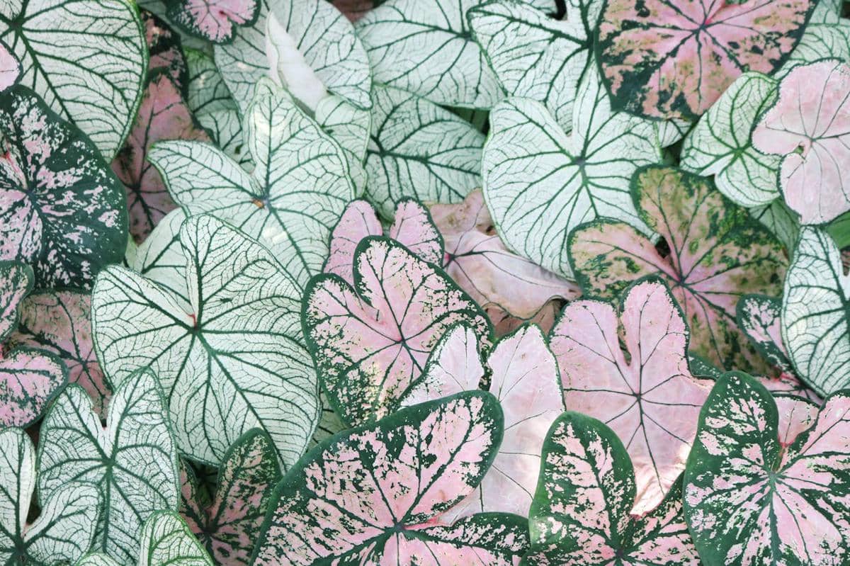 ilustrasi caladium variegata