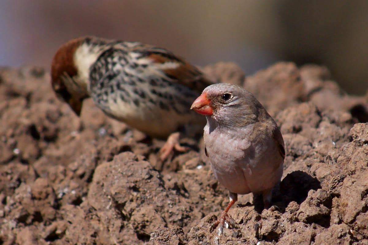 Burung Trumpeter Finch