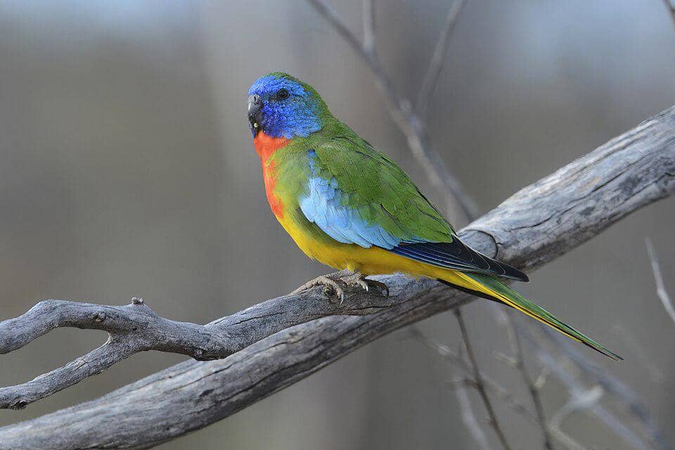 Burung Neophema splendida