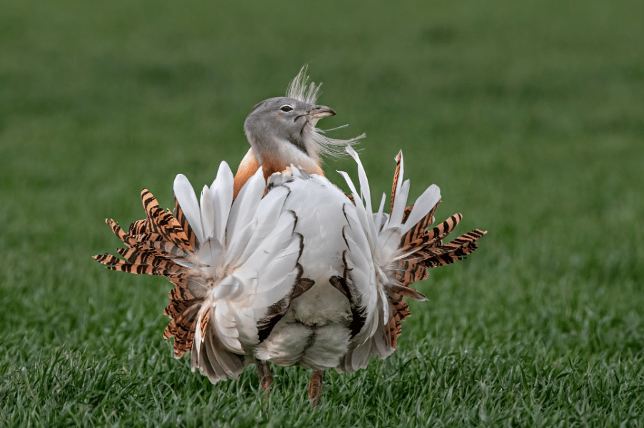 burung great bustard
