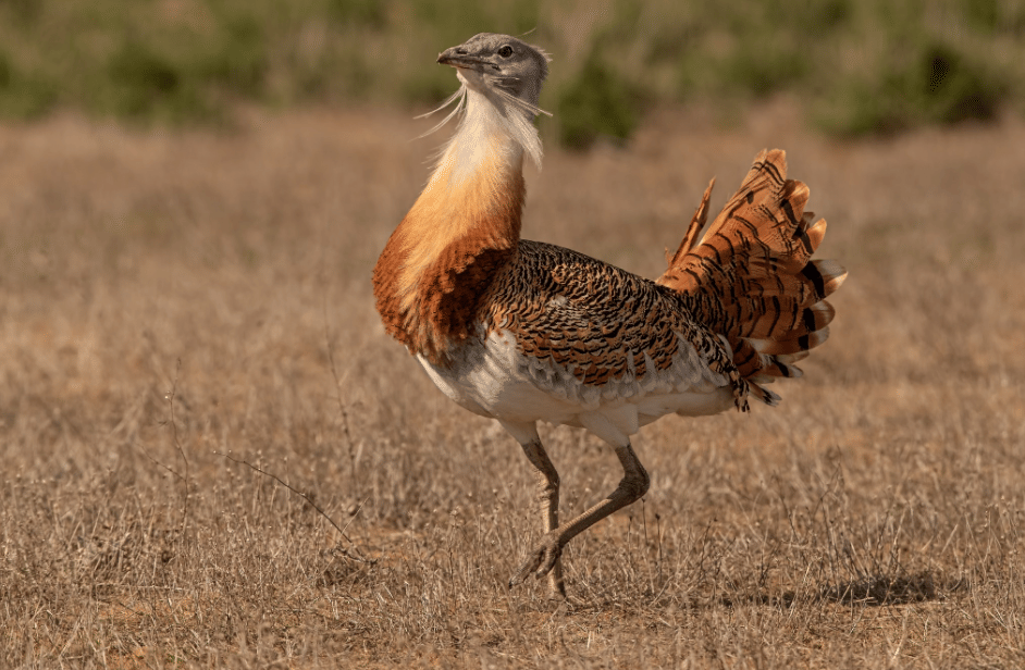 5 Fakta Great Bustard, Burung Terbang Terberat Penghuni Padang Rumput