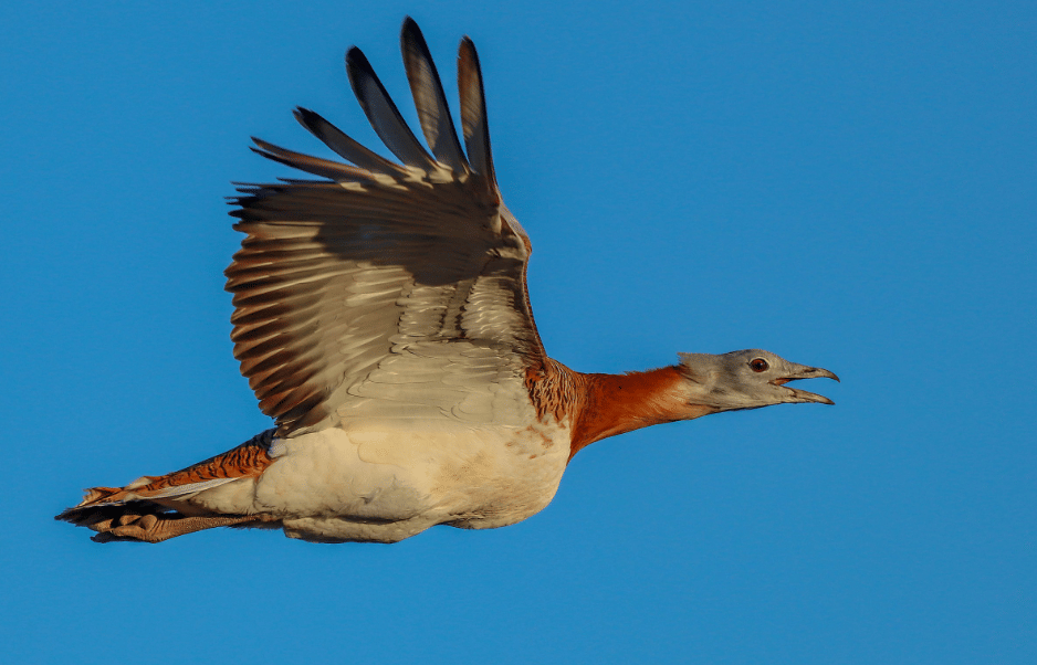 burung great bustard