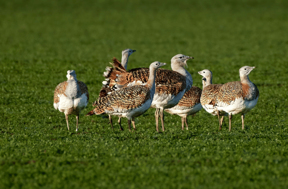 burung great bustard