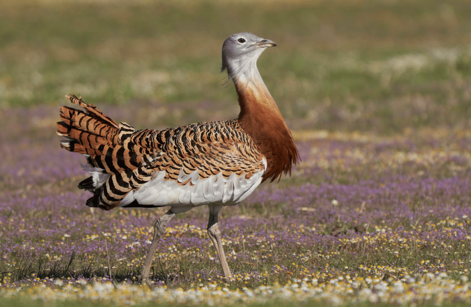 burung great bustard 